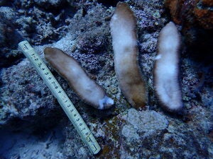 Herpolitha limax