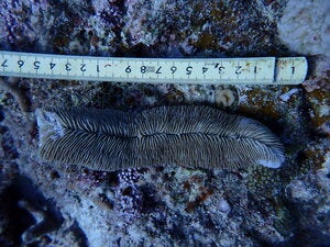 Herpolitha limax