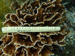Pavona decussata