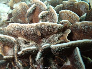 Pavona decussata