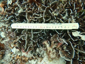 Pavona decussata