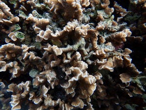 Pavona frondifera