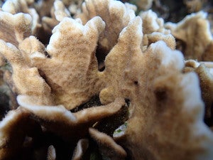 Pavona frondifera