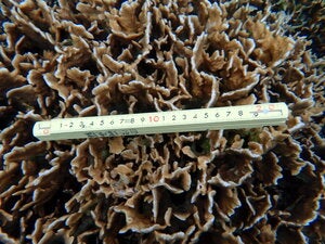 Pavona frondifera