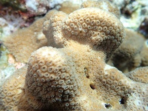 Goniastrea stelligera