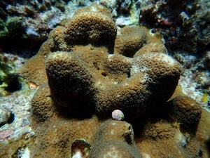 Goniastrea stelligera