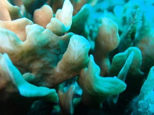 Pavona cactus