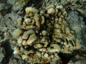 Pavona sp.3