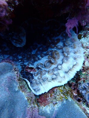 Mycedium elephantotus