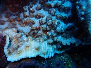 Mycedium elephantotus