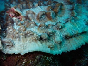 Mycedium elephantotus