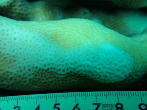 Pavona clavus