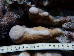 Pavona clavus