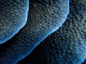 Echinopora lamellosa