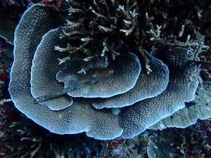 Echinopora lamellosa
