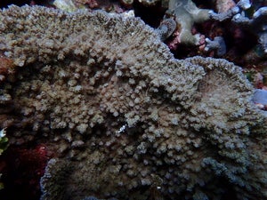 Merulina sp.