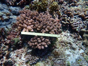 Pocillopora verrucosa