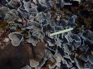 Turbinaria mesenterina