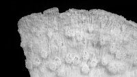 Echinopora lamellosa