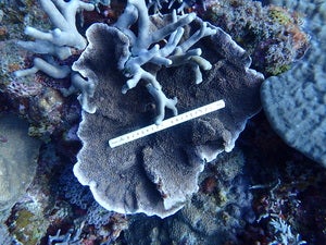 Pachyseris speciosa