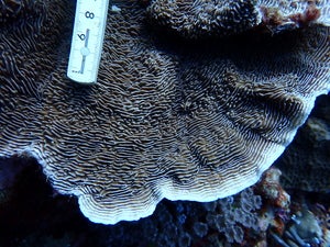 Pachyseris speciosa
