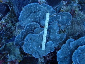 Porites horizontalata