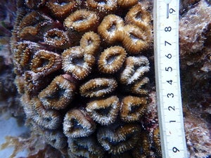 Lobophyllia corymbosa