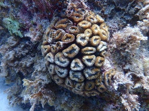 Lobophyllia corymbosa
