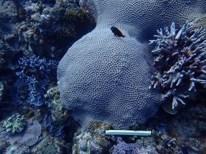 Diploastrea heliopora