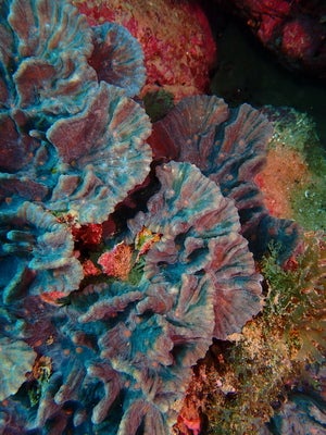 Physophyllia ayleniL.jpg