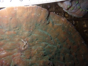Oxypora lacera