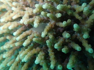 Cyphastrea decadia