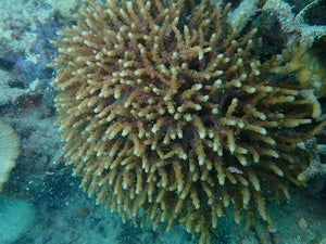 Cyphastrea decadia