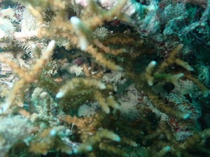Anacropora matthaii