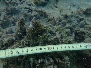 Euphyllia cristata