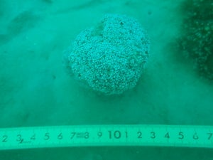 Goniopora stokesi