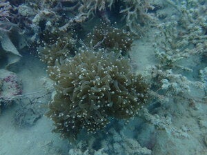 Euphyllia glabrescens