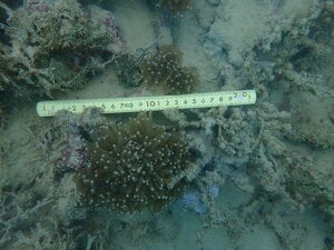 Euphyllia glabrescens
