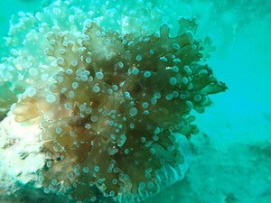 Fimbriaphyllia paradivisa