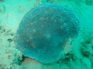 Echinophyllia aspera