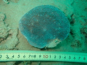 Echinophyllia aspera
