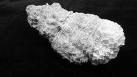 Goniopora stokesi