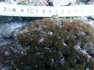 Acanthastrea echinata
