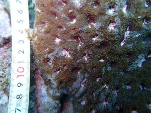 Acanthastrea echinata