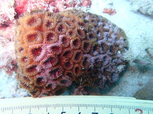 Dipsastraea pallida