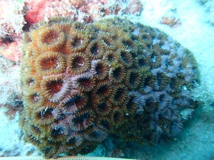 Dipsastraea pallida