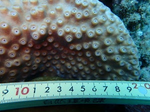 Duncanopsammia peltata