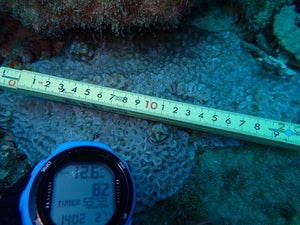 Favites halicora