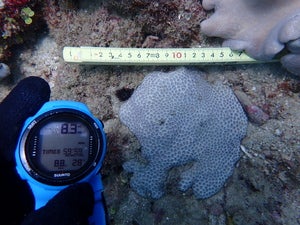 Plesiastrea versipora