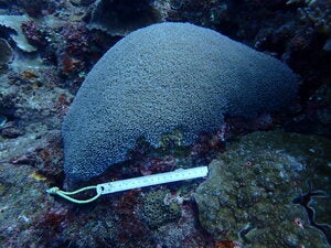 Physogyra lichtensteini